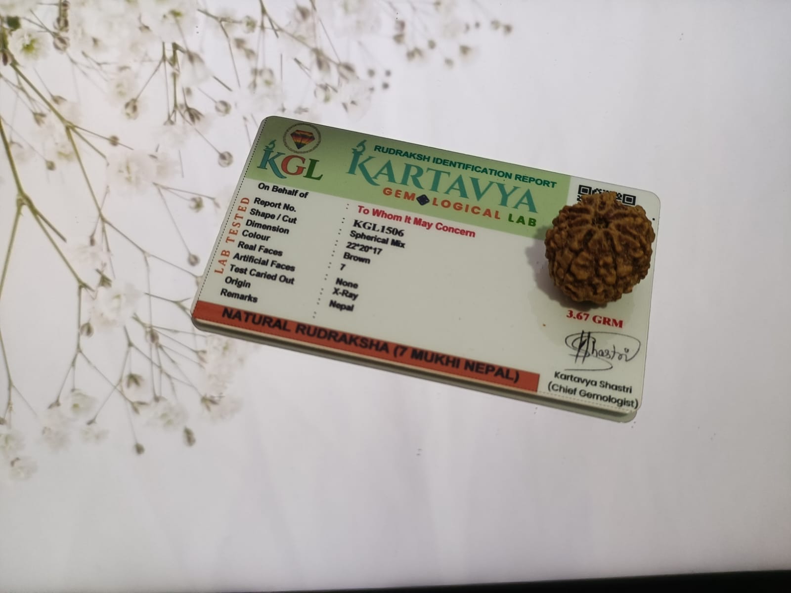 7 Mukhi Rudraksha Bead Original Nepali Natural and Lab Certified