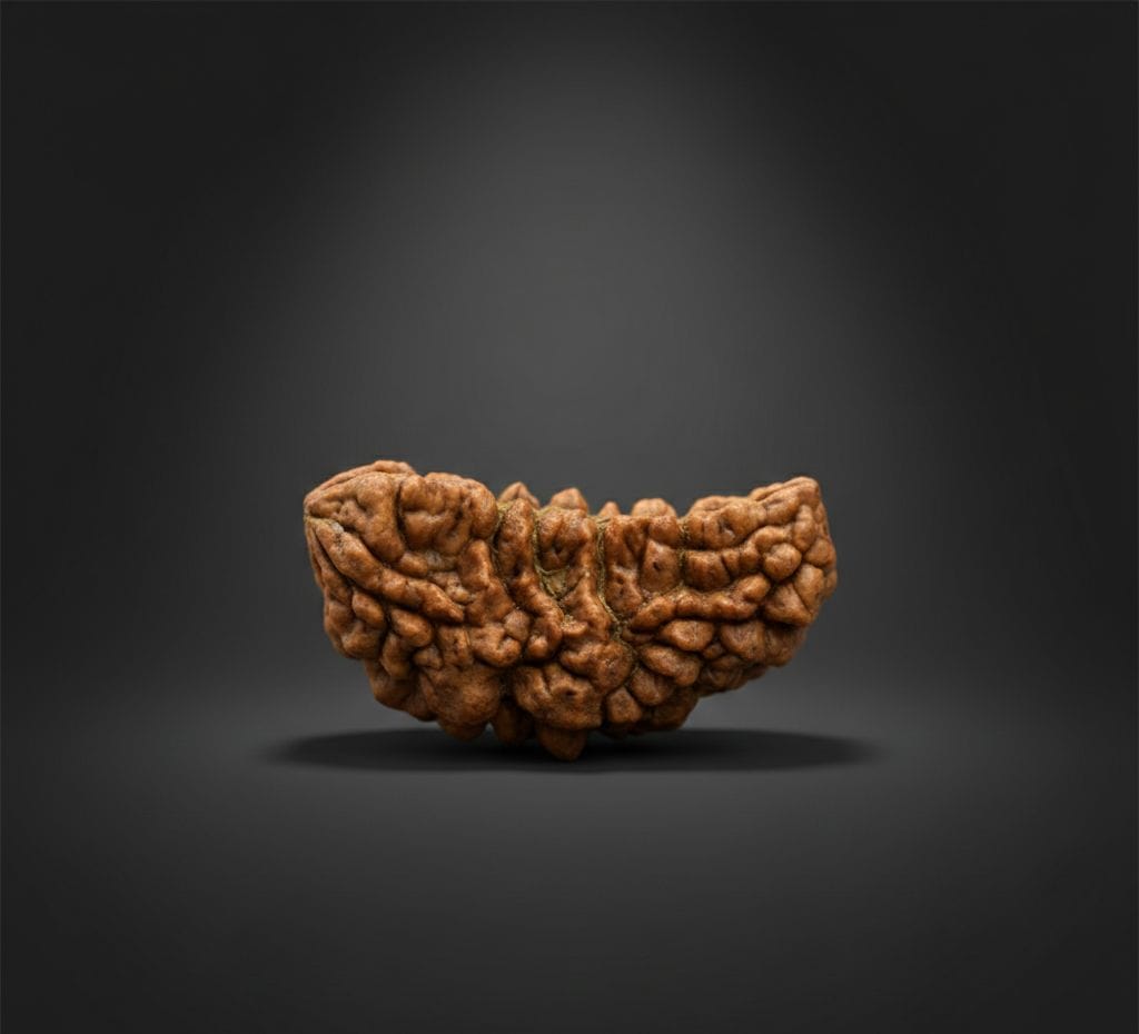 ek mukhi rudraksh  Original Certified Nepali 1 Mukhi