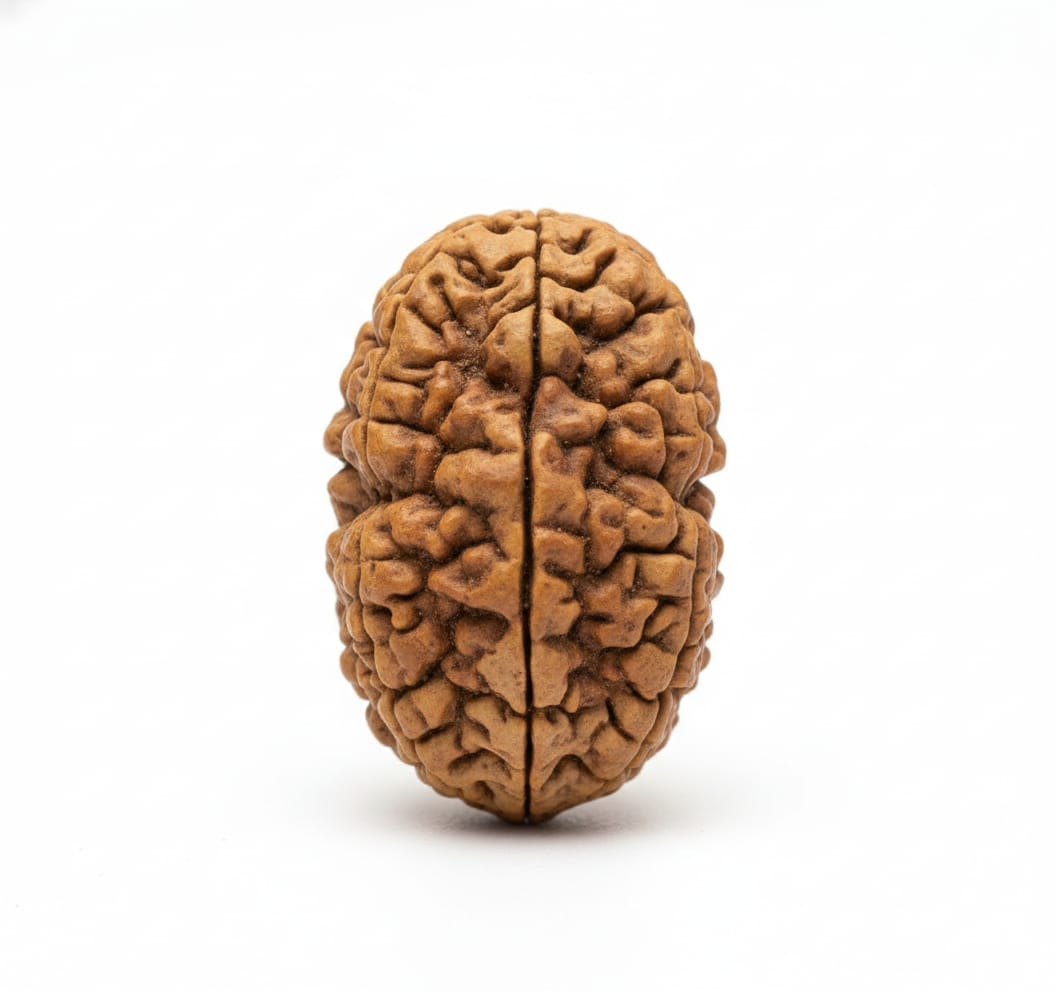 2 Mukhi Nepali Rudraksha Original