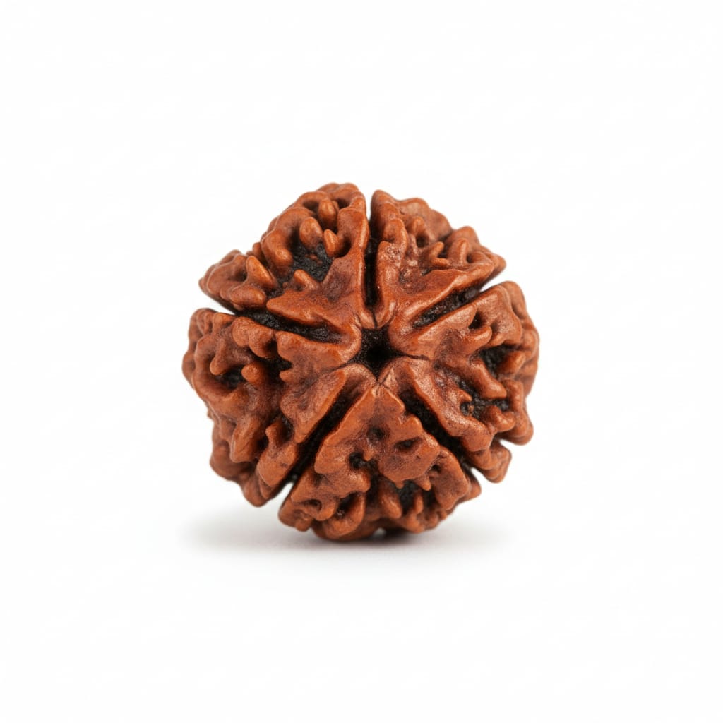 5 Mukhi Rudraksha Original Nepali